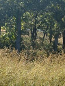 416 Sunset Bay Pointe Court, Chico, Texas 76431, États-Unis