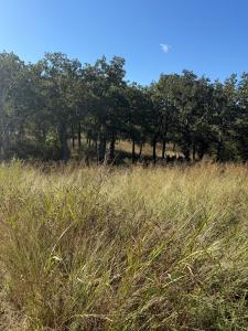 416 Sunset Bay Pointe Court, Chico, Texas 76431, États-Unis