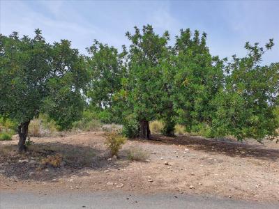 València/Valencia, Comunitat Valenciana 46117, Spain