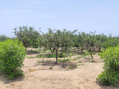 PROYECTO LOS NARANJOS - NUEVA ESPERANZA BAJA , Huaral, Lima 00001, Peru