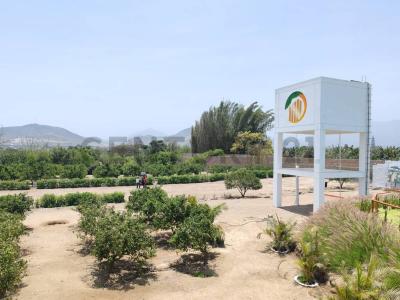 PROYECTO LOS NARANJOS - NUEVA ESPERANZA BAJA , Huaral, Lima 00001, Peru