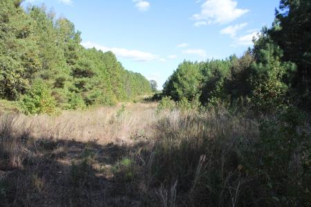 TBD CR 1508 - 37.4 acres, Jacksonville, Texas 75766, USA
