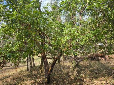 16633 Azurite Court, Nevada City, California 95959