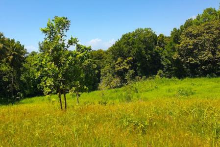 GOYAVE - Blonzac, La Rose ouest, Goyave, Guadeloupe