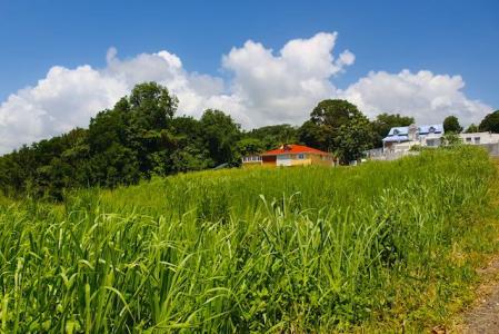 GOYAVE - Blonzac, La Rose ouest, Goyave, Guadeloupe