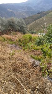 Armamar, Viseu 5110-672, Portugal