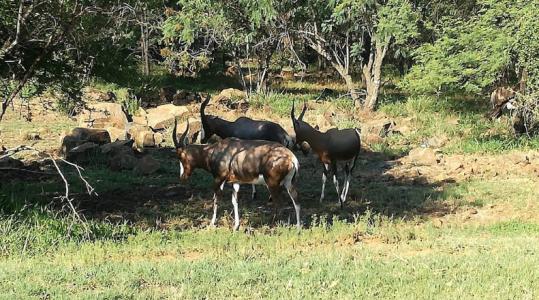 Pretoria, 豪登省, 南非