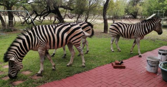 Pretoria, 豪登省, 南非