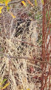 1094 Westridge Dr, Napa, California 94558