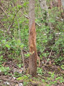 54 +/- Acres Campfire Dr, Ferryville, 위스컨신 54628, 미국