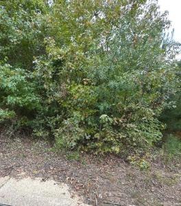 354 Harrison Ave, Camden, Arkansas 71701, USA