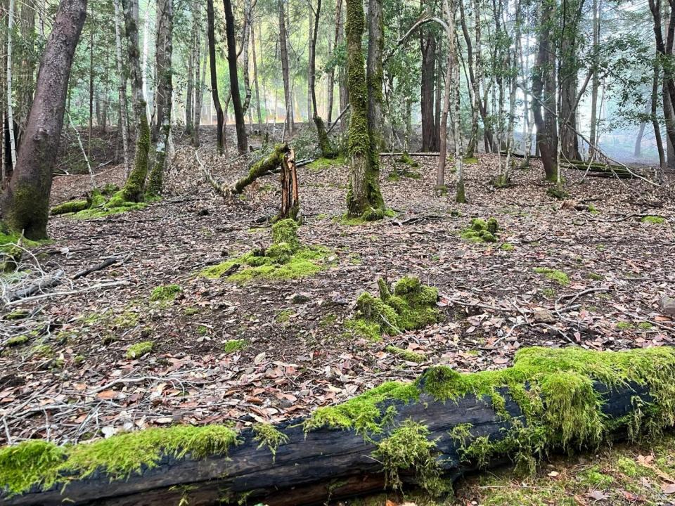 1451 Perch Way, Willits, קליפורניה 95490, ארצות הברית של אמריקה 