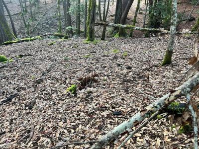 1451 Perch Way, Willits, קליפורניה 95490, ארצות הברית של אמריקה 