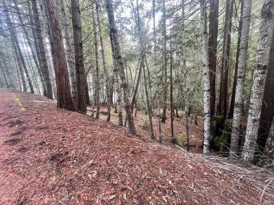 1451 Perch Way, Willits, קליפורניה 95490, ארצות הברית של אמריקה 