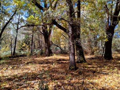 15814 Auburn Road, Grass Valley, Калифорния 95949, Соединенные Штаты