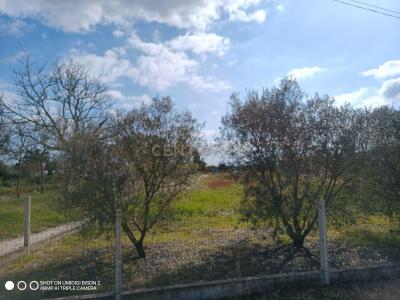 Salvaterra De Magos, Santarem 2125-138, Portugal