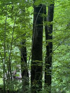 680 Deming Road, Enosburg, Vermont 05450