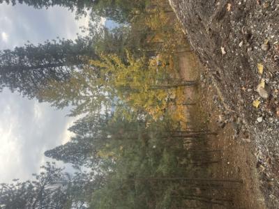 NNA (.393 ac.) 2nd St, Priest River, Idaho 83856