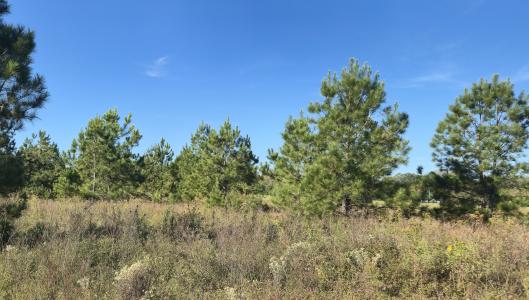 000 US Hwy 19 N, Americus, Georgia 31719, Amerika Birleşik Devletleri