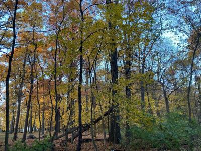 Oak Drive, Three Rivers, Michigan 49093, USA