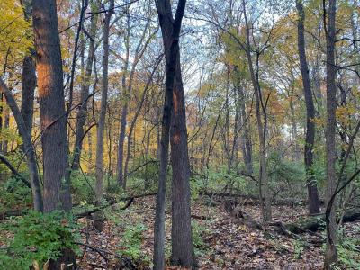 Oak Drive, Three Rivers, Michigan 49093, Stati Uniti