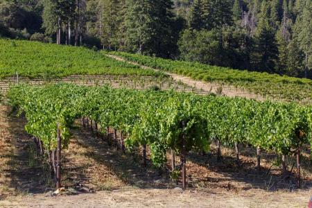 5200 Butte Creek Road, Somerset, 加州 95684, 美國