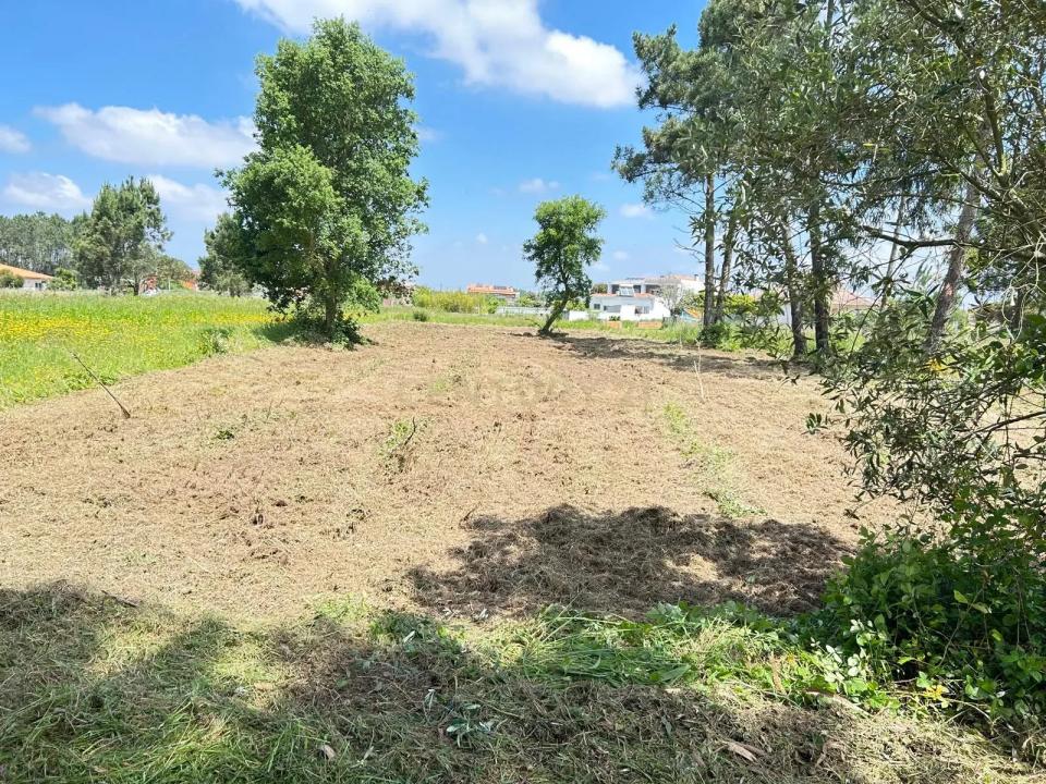 Vagos, Aveiro 3840-301, Portugal