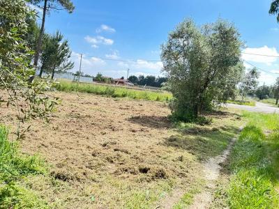 Vagos, Aveiro 3840-301, Portugal