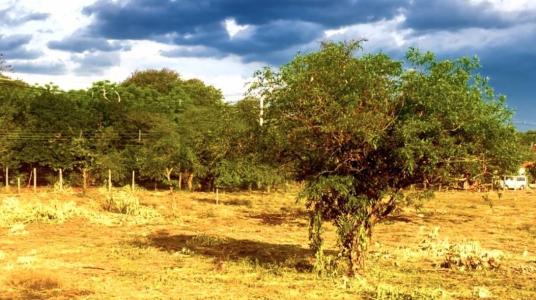 Palo Santo , Mariano Roque Alonso, Central 00001, Paraguay