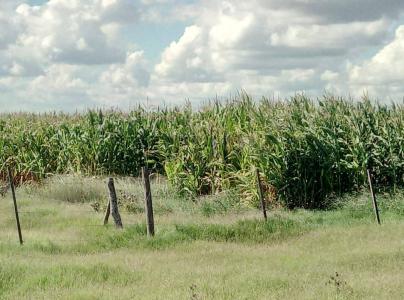 Laboulaye, Cordoba 00001, Argentina