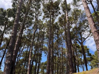 Pinamar, Buenos Aires Costa Atlántica 7167, ארגנטינה