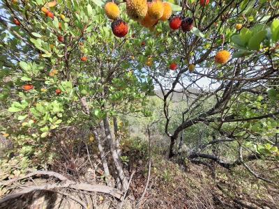 Almodôvar, Beja 7700-260, Portugal