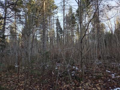 431 AC Off Forest Road 3979, Watersmeet, Michigan 49969, HOA KỲ