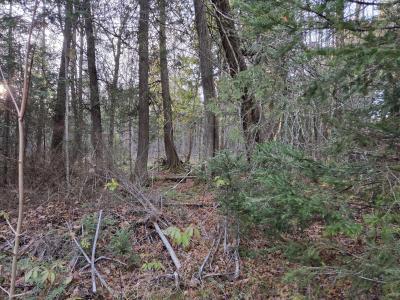 431 AC Off Forest Road 3979, Watersmeet, Michigan 49969, HOA KỲ