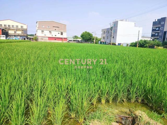 秀雅段, Daya Dist., טאיצ'ונג עיר 428, טיוואן 