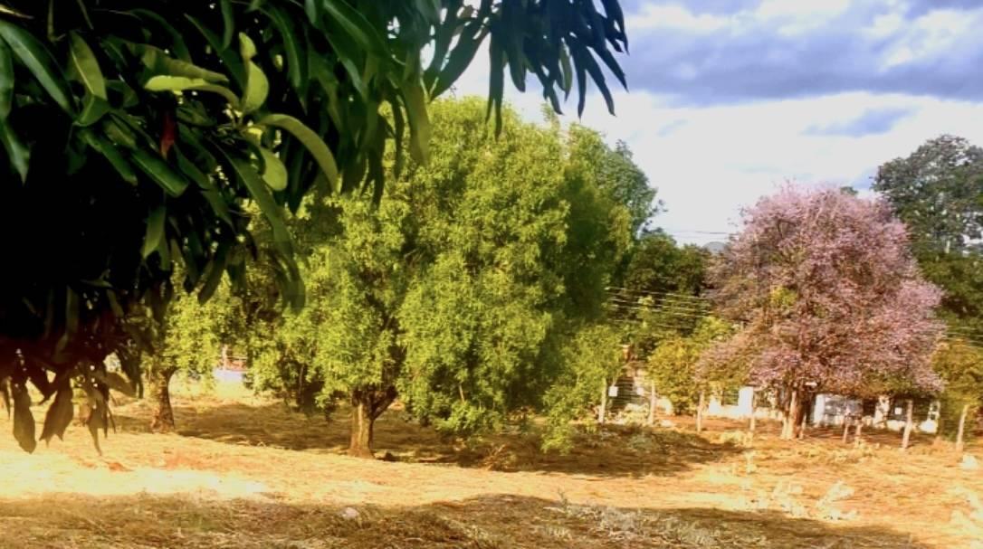 Palo Santo , Mariano Roque Alonso, 중앙 00001, 파라과이