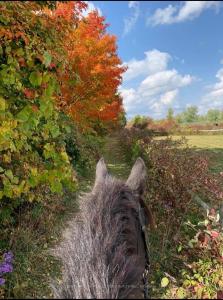 18743 ST ANDREWS ROAD N, Caledon, Ontario L7K 2E3, Kanada