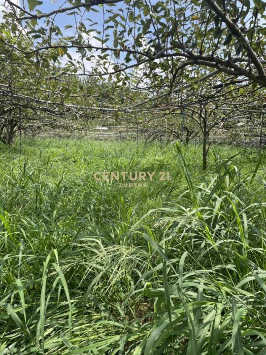 牛稠坑, Houli Dist., Taichung 421, Tayvan