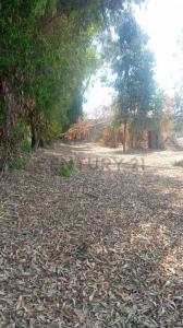 Pago del Ñoco Alto, Toma de Chamana , Chincha, Ica 00001, Peru