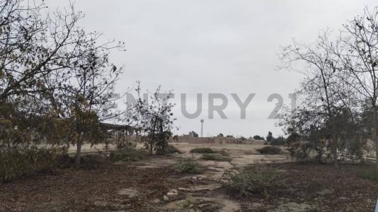 Pago del Ñoco Alto, Toma de Chamana , Chincha, Ica 00001, Peru