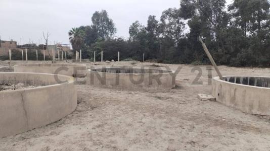 Pago del Ñoco Alto, Toma de Chamana , Chincha, Ica 00001, Peru