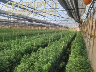 仁豐段, Tianwei Township, Changhua County 522, Taiwan