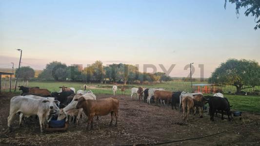 Ybycuí, Paraguarí 00001, パラグアイ