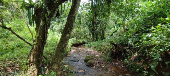 Bijagual Carara Turrubáres, San José 61105, 哥斯達尼加