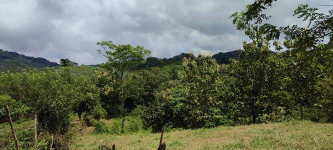 Bijagual Carara Turrubáres, San José 61105, 哥斯達尼加