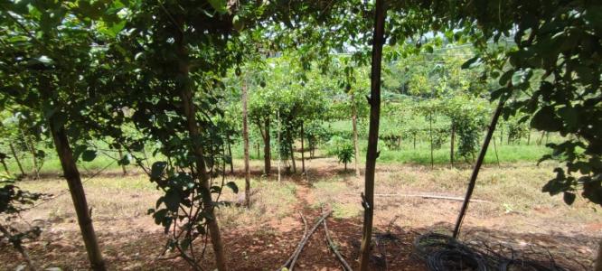 Bijagual Carara Turrubáres, San José 61105, 哥斯達尼加