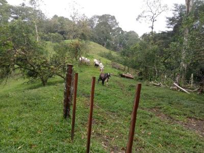 Bijagual Carara Turrubáres, San José 61105, コスタリカ