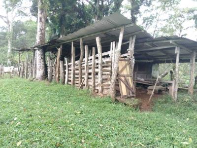 Bijagual Carara Turrubáres, San José 61105, 哥斯達尼加