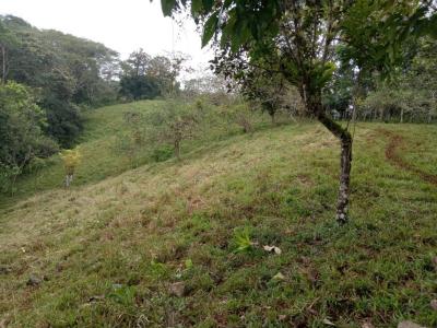 Bijagual Carara Turrubáres, San José 61105, 哥斯達尼加