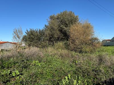 Ílhavo, Aveiro 3810-833, Portugal